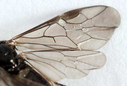 Pseudodineura fuscula
