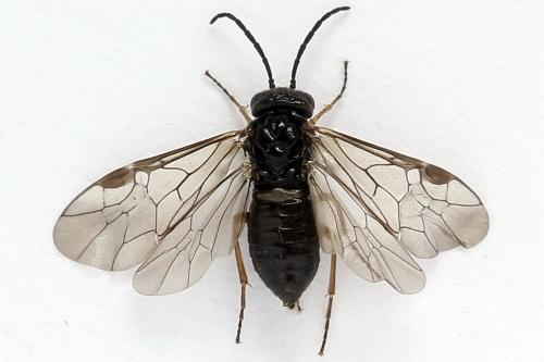 Pseudodineura fuscula
