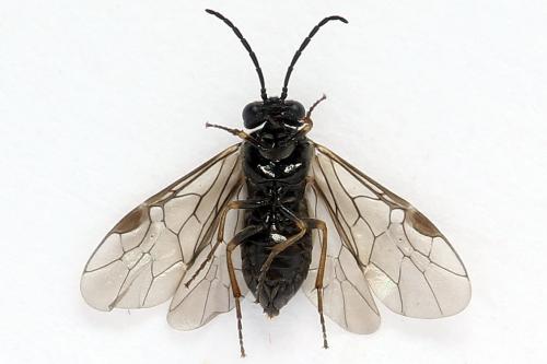 Pseudodineura fuscula