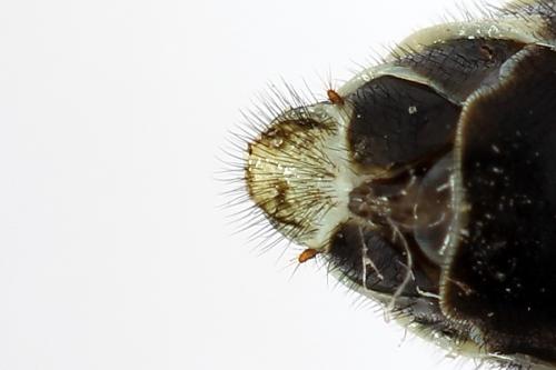 Réf. 250 042 : Megalodontes spiraeae