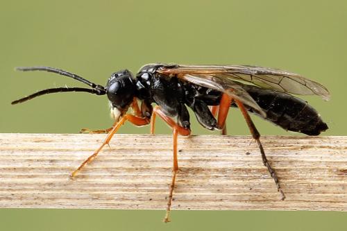 Réf. 250 094 : Tenthredo atra