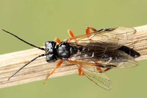 Réf. 250 095 : Tenthredo atra