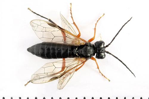 Réf. 250 098 : Tenthredo atra