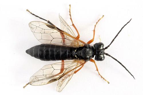 Réf. 250 099 : Tenthredo atra