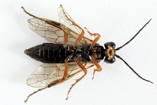 Réf. 250 100 : Tenthredo atra