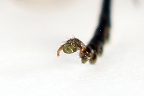 Réf. 250 101 : Tenthredo atra
