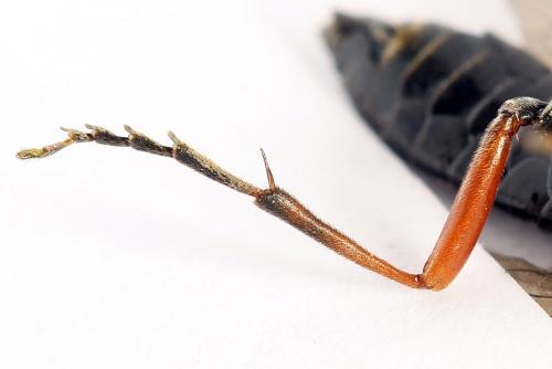 Réf. 250 106 : Tenthredo atra