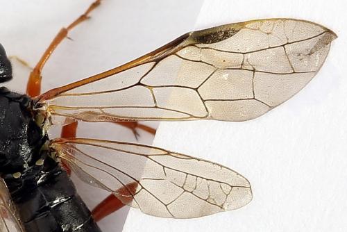 Réf. 250 108 : Tenthredo atra