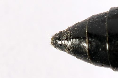 Réf. 250 109 : Tenthredo atra