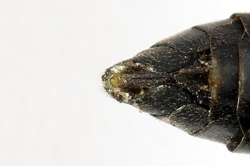 Réf. 250 110 : Tenthredo atra