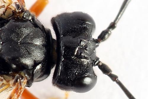 Réf. 250 113 : Tenthredo atra