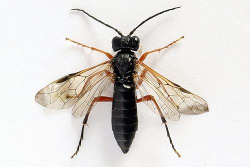 Réf. 250 114 : Tenthredo atra