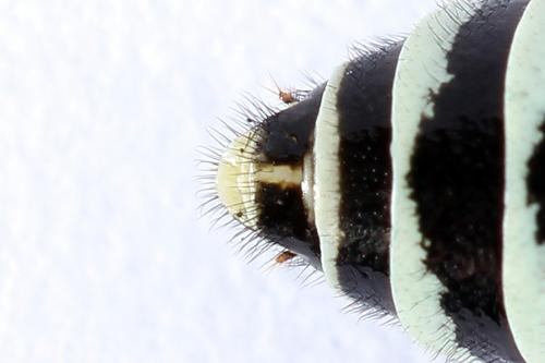 Réf. 250 007 : Megalodontes spiraeae