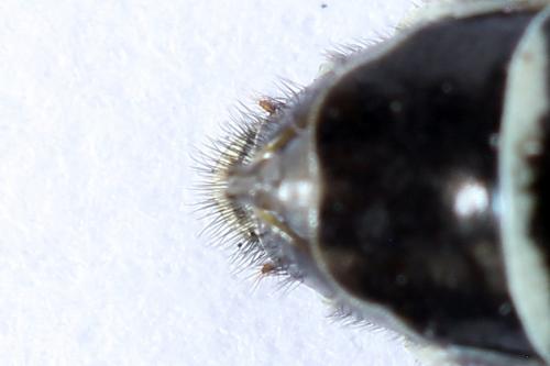 Réf. 250 008 : Megalodontes spiraeae