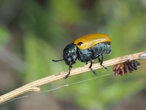 Labidostomis humeralis