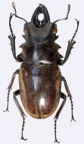 Odontolabis dalmani dalmani