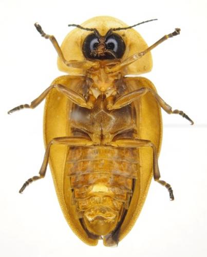 Cratomorphus sp.