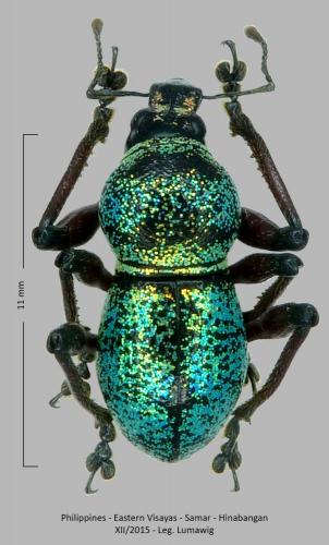 Réf. 250 221 : Metapocyrtus samarensis