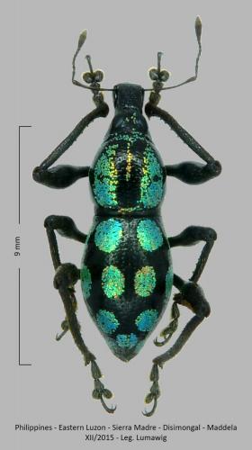 Metapocyrtus metallicus suavis
