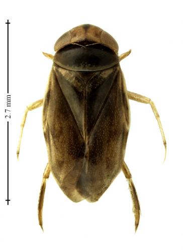 Réf. 250 511 : Micronecta sp.