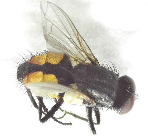 Réf. 250 792 : Musca autumnalis