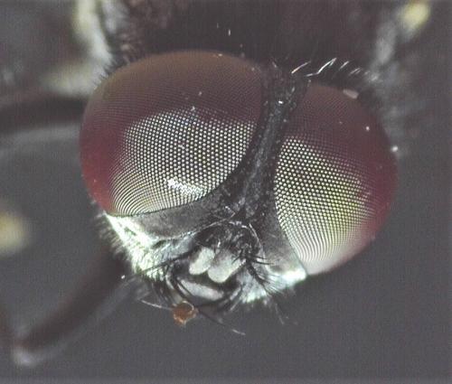 Musca autumnalis