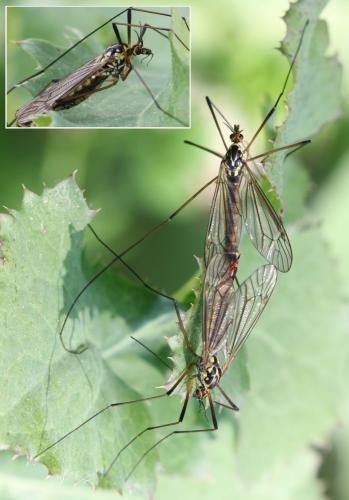 Réf. 250 759 : Nephrotoma appendiculata