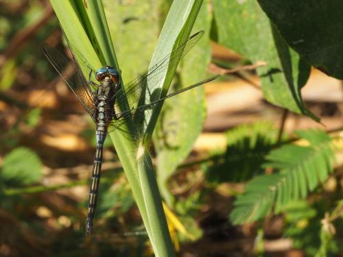 Calopteryx sp.