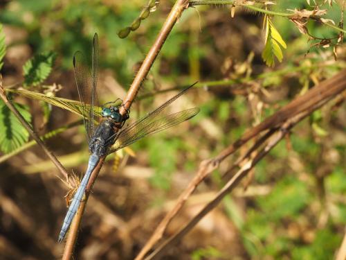 Réf. 250 706 : Orthetrum sp.