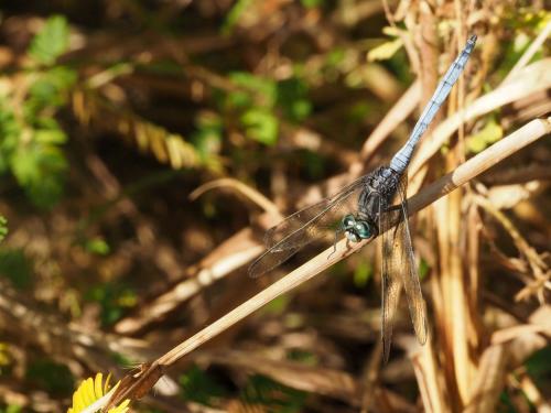 Orthetrum sp.