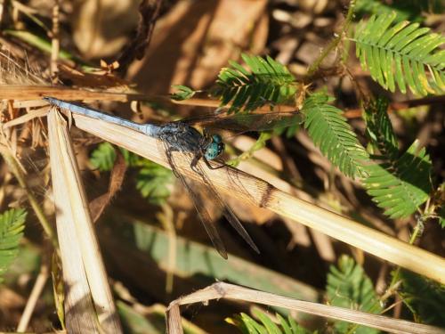 Orthetrum sp.