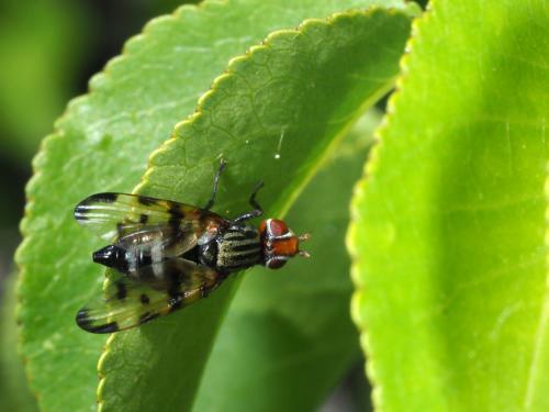 Otites porcus