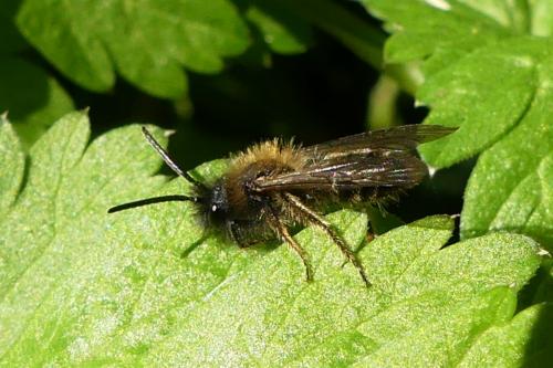 Andrena bicolor