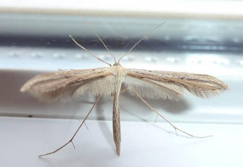 Réf. 250 753 : Emmelina sp.