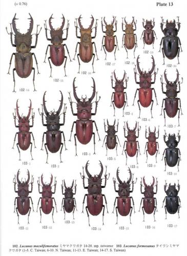 Réf. 250 804 : Lucanus formosanus