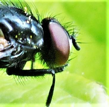 Hydrotaea sp.