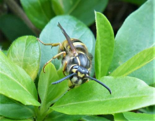 Vespula vulgaris