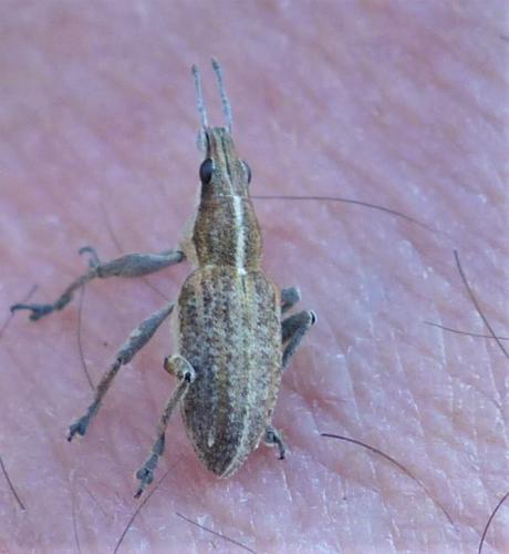 Réf. 250 477 : Charagmus gressorius