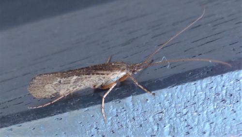 Limnephilus sp.