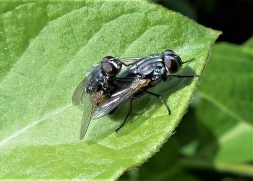 Réf. 250 938 : Musca autumnalis