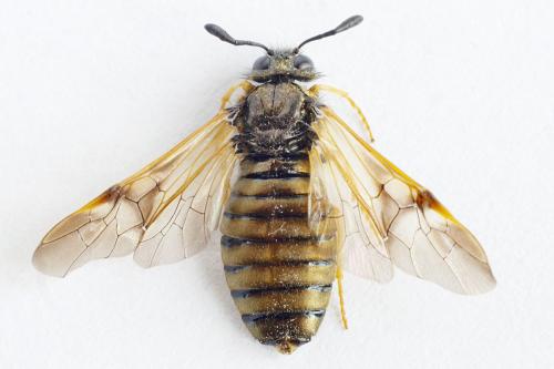 Abia aenea