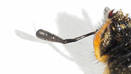 Abia aenea