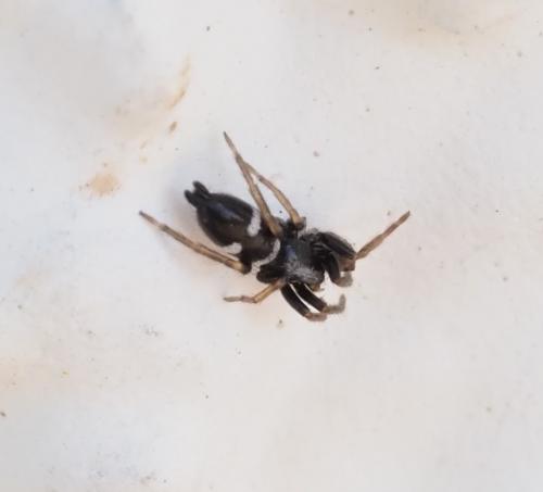 Réf. 250 727 : Aphantaulax trifasciata