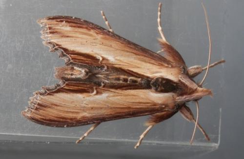 Réf. 250 731 : Cucullia verbasci