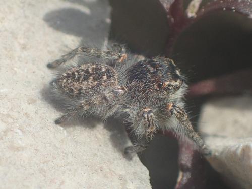 Philaeus chrysops