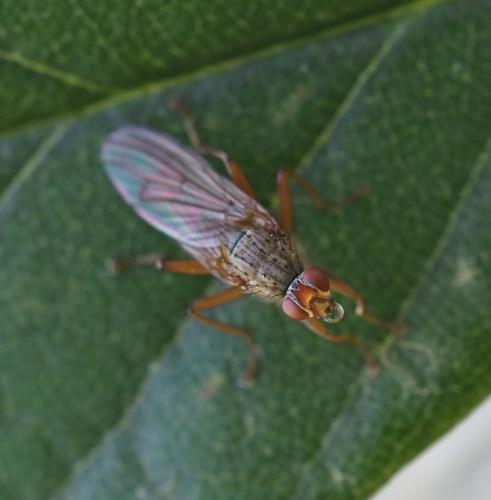 Scathophaga sp.