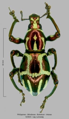 Pachyrhynchus anichtchenkoi