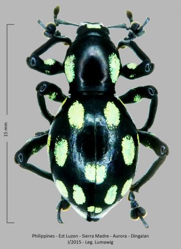 Pachyrhynchus apicatus