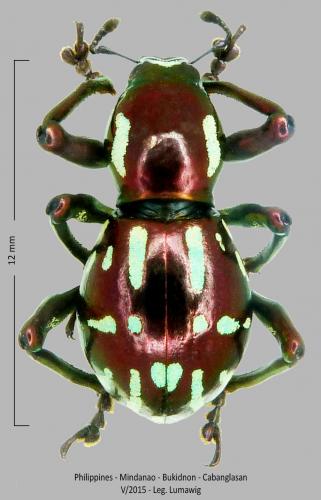 Pachyrhynchus ardentius