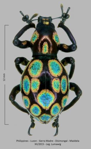 Réf. 250 255 : Pachyrhynchus gemmatus